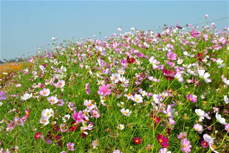 Cosmos Flowers