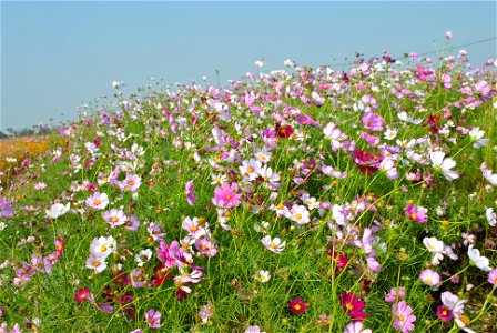 Cosmos Flowers photo