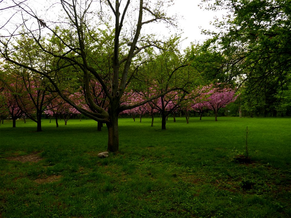 Herestrau Park in spring (12)