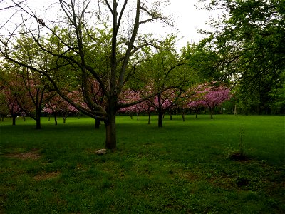 Herestrau Park in spring (12)