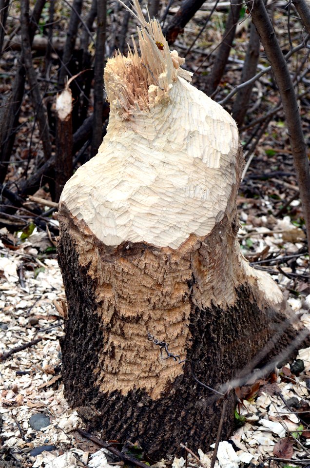 Beaver Log photo