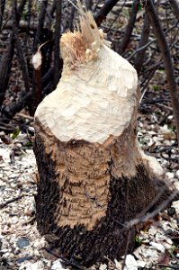 Beaver Log