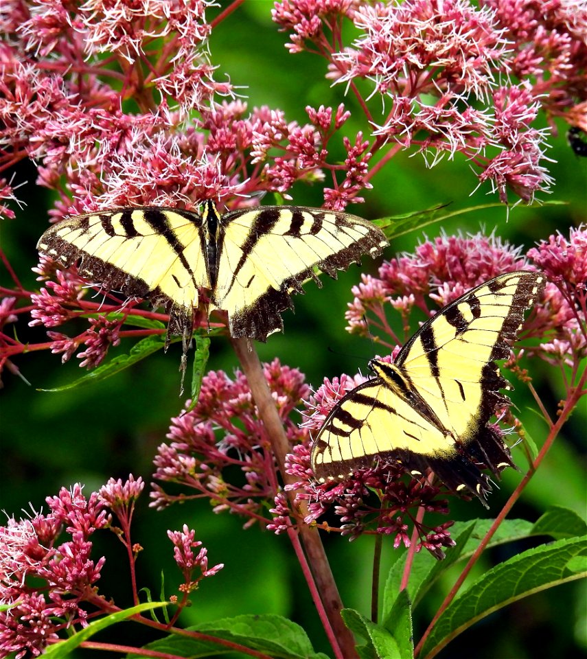 Eastern Tiger Swallowtails on Joe-pye Weed