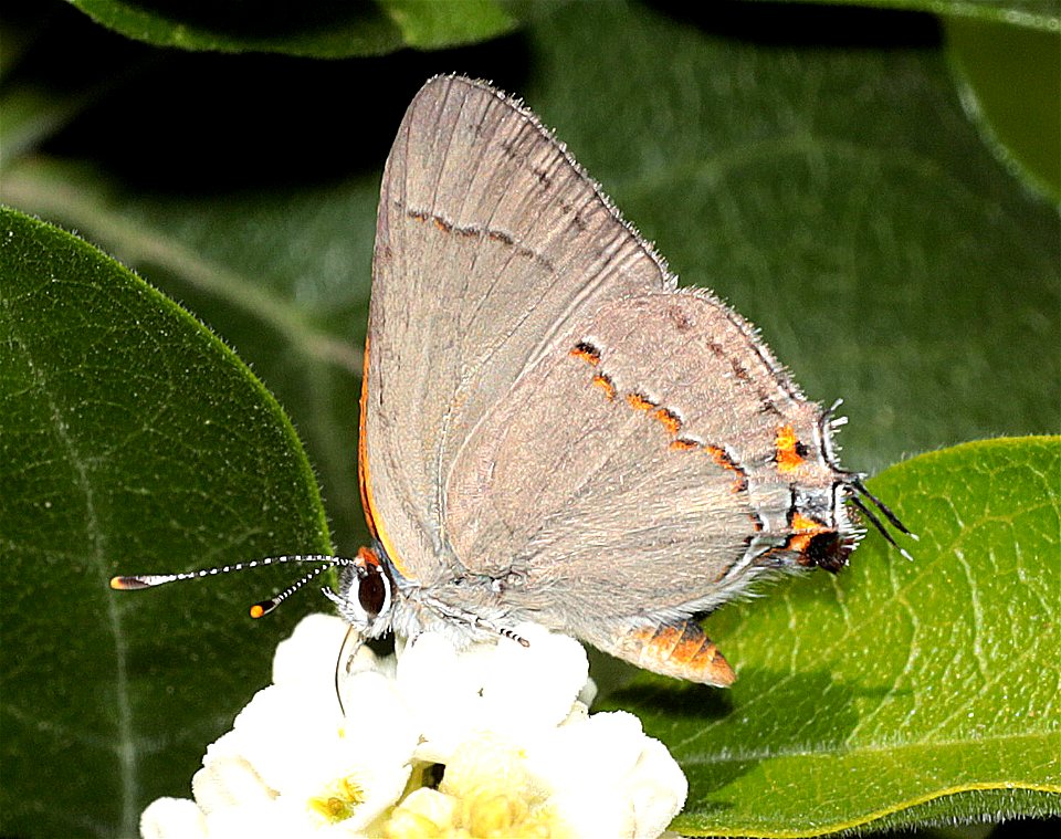 HAIRSTREAK, GRAY (Strymon melinus) (12-20-2022) national butterfly center, mission, hidalgo co, tx (1)