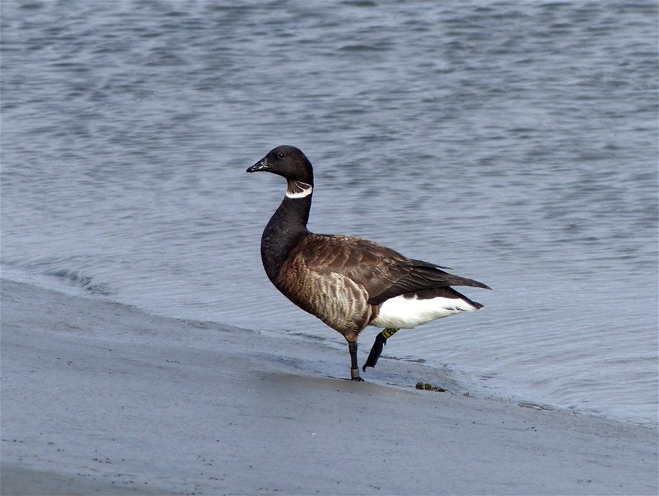 Brant