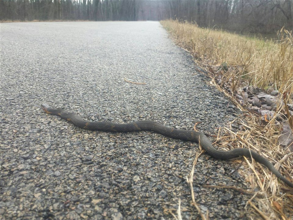 February Snake Sighting