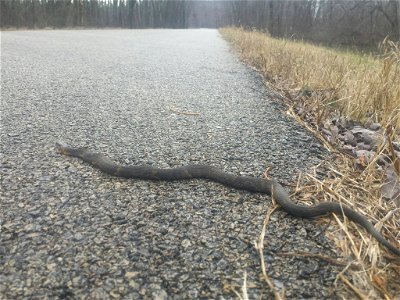 February Snake Sighting photo