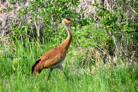 Sandhill crane photo