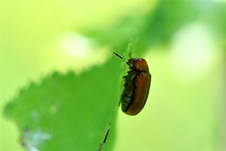 Clay-colored leaf beetle
