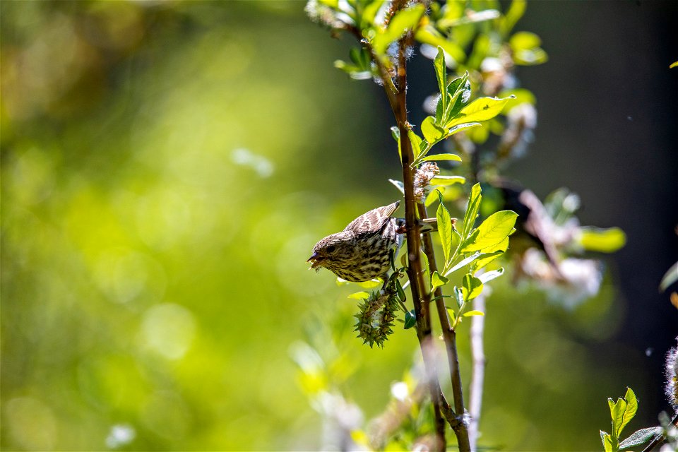 Pine Siskin - Spinus pinus photo