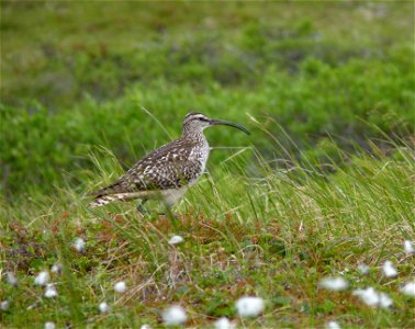 Bristle-thighed Curlew photo