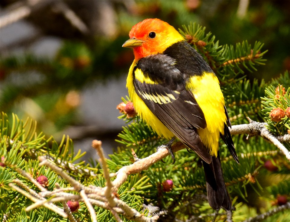 Western tanager at Seedskadee National Wildlife Refuge