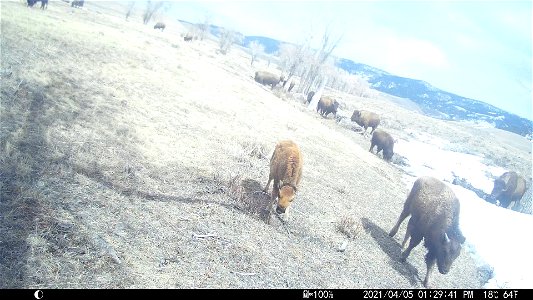 Baby Bison photo