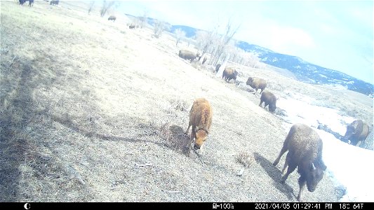 Baby Bison