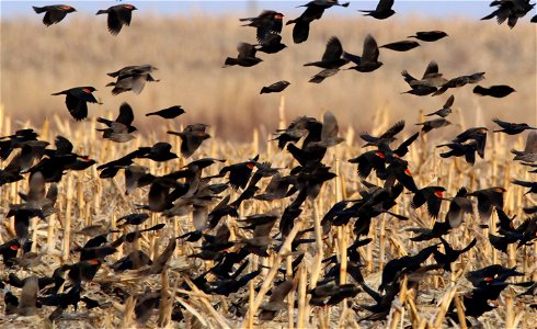 Red-Winged Blackbirds Huron Wetland Management District South Dakota photo
