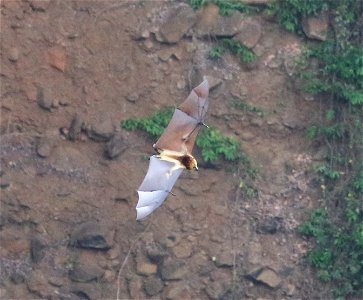 Pteropus niger 1
