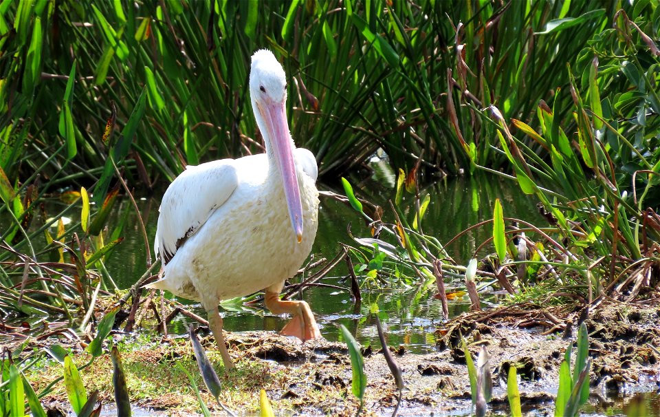American White pelican