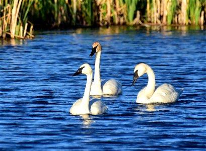 Trumpeter swan at Seedskadee National Wildlife Refuge
