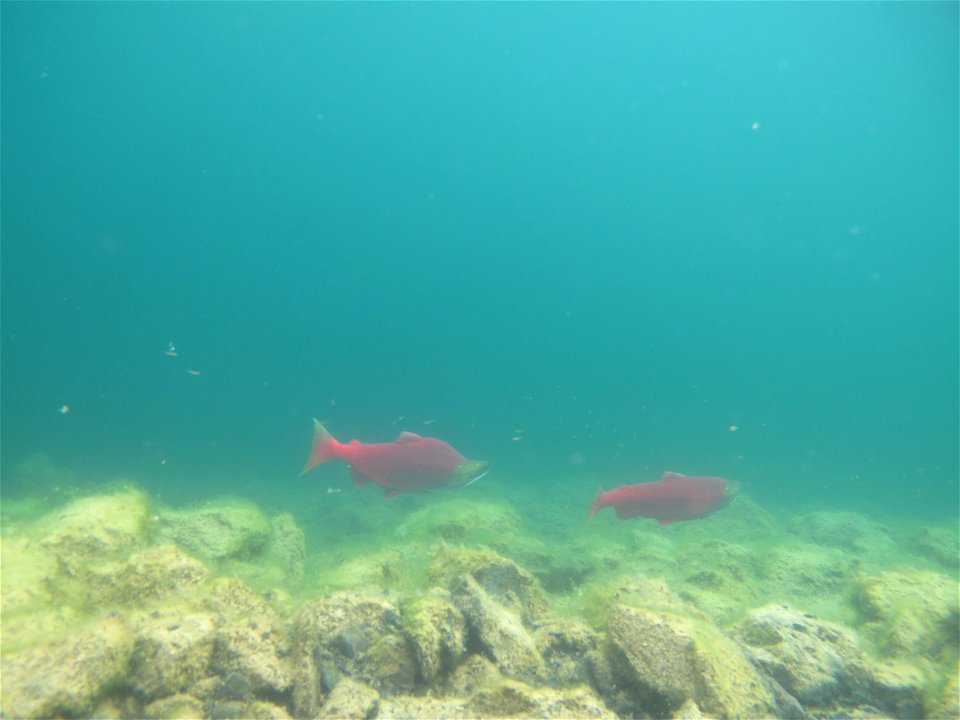 Sockeye pair in Hidden Lake, Alaska