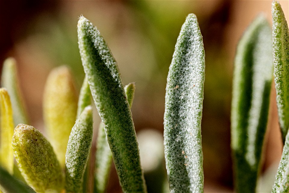 Physaria reediana