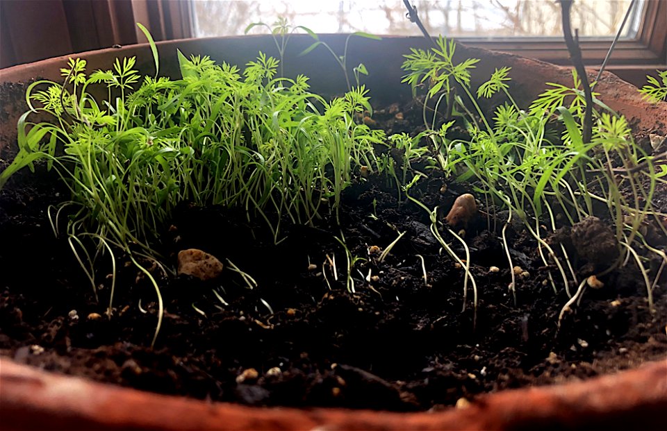 A New Dill Day