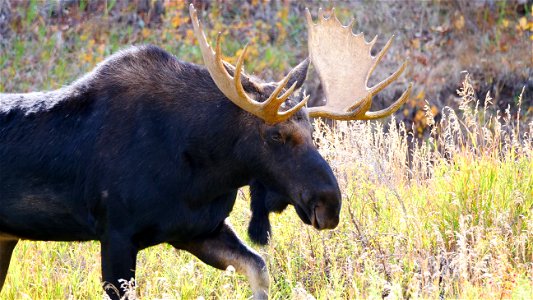 Bull Moose on the National Elk Refuge
