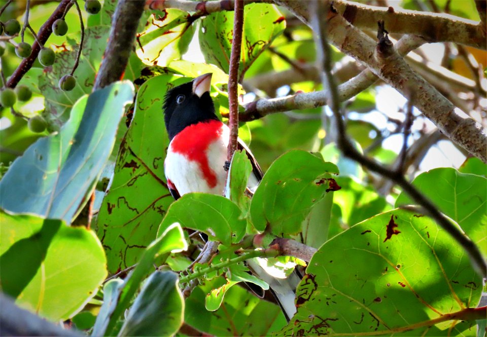 Rose-breasted Grosbeak