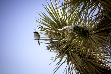 Loggerhead shrike (Lanius ludovicianus) on a snow-dusted Joshua tree photo