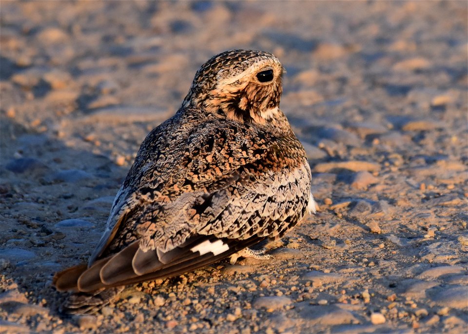 Common nighthawk at Seedskadee National Wildlife Refuge