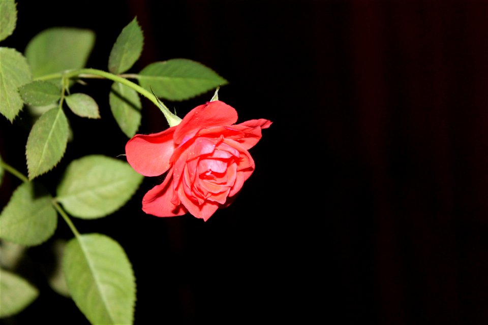trandaf_mic2012_0415_184633