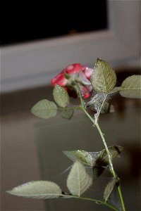 trandaf_rosumic2012_0419_195540