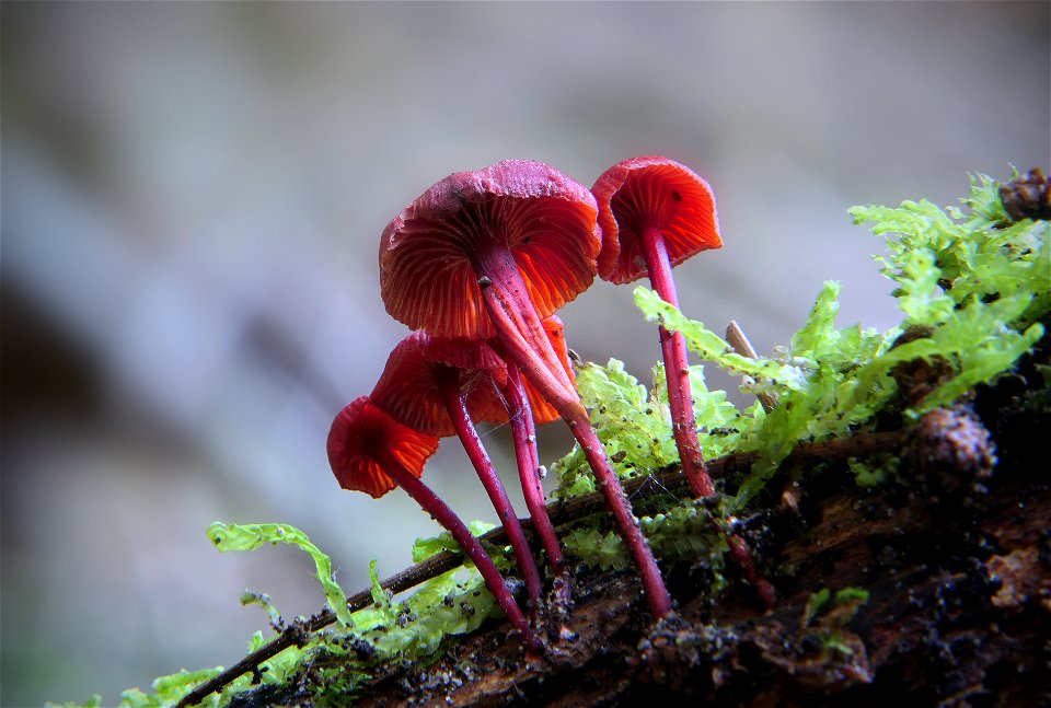 Cruentomycena viscidocruenta.