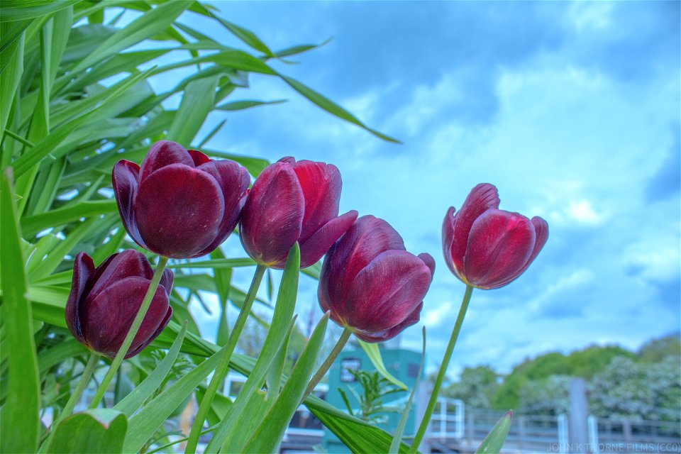 Tulips at Allington Lock Maidstone