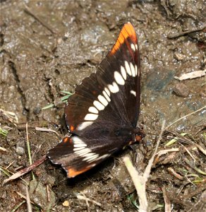 ADMIRAL, LORQUIN'S (Limenitis lorquini) (6-28-2021) 4900 ft, bear basin meadow, smith river nat rec area, del norte co, ca -01