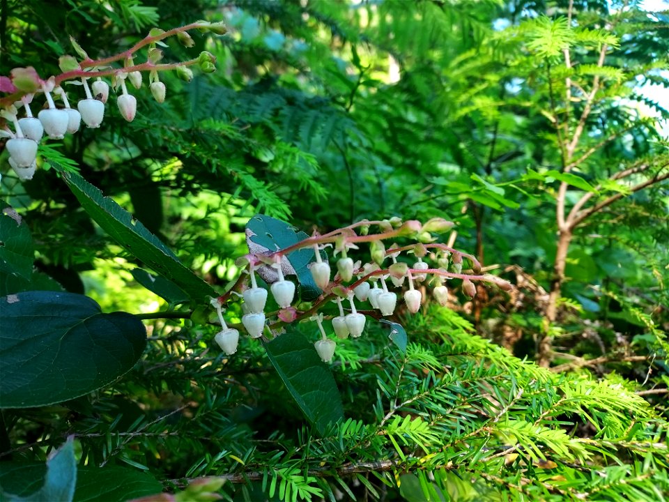 Salal, Mt. Baker-Snoqualmie National Forest. Photo by Anne Vassar June 22, 2021.