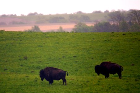 Two bison stand in the rain at Neal Smith National Wildlife Refuge in Iowa