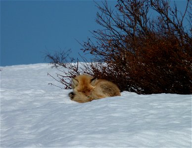 Red fox photo