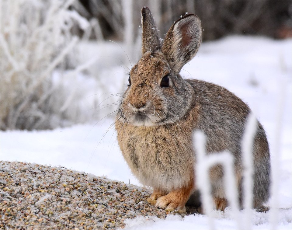 Mountain cottontail at Seedskadee National Wildlife Refuge