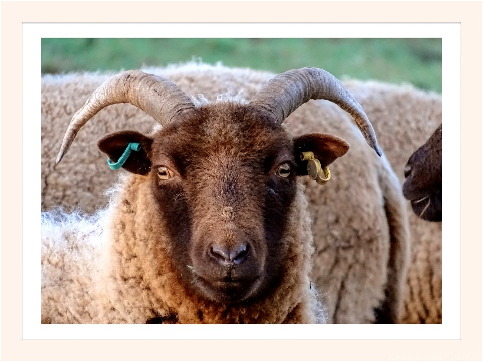 Baa