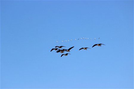 Cackling Geese and Snow Geese Lake Andes Wetland Management District South Dakota photo