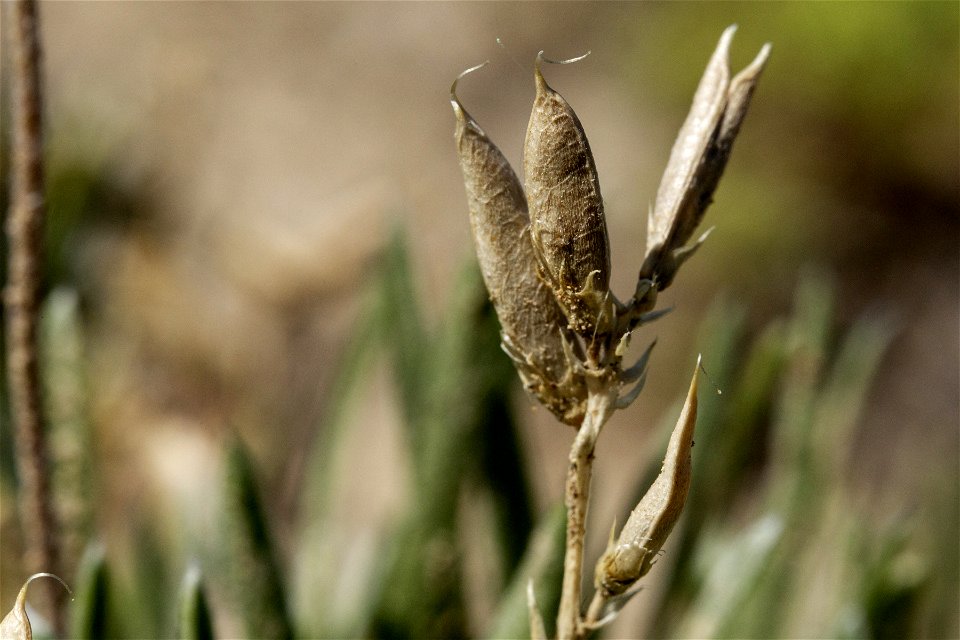 Astragalus spatulatus