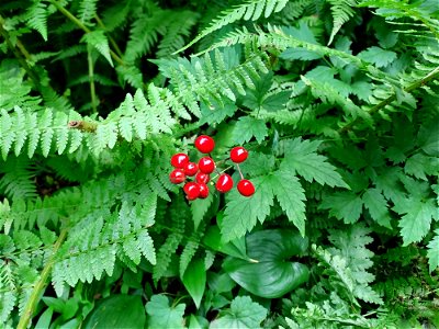 Red baneberry, Mt. Baker-Snoqualmie National Forest. Photo by Anne Vassar July 21, 2021.