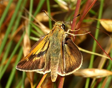 SKIPPER, CROSSLINE (Polites origenes) (06-02-2023) powerlines, duke forest, orange co, nc -21 photo