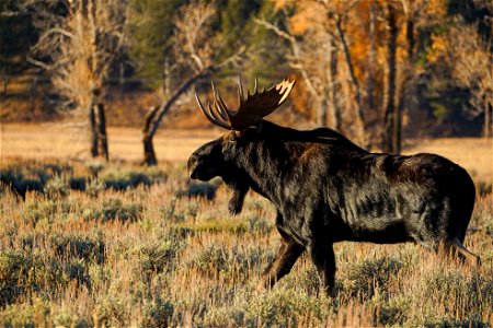 Moose
