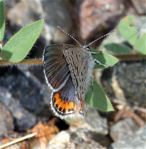 BLUE, ACMON (Icaricia acmon) (06-25-2022) 2360 ft, road cut 3.25  miles past bridge, eight dollar mountain road, josephine co, or -02