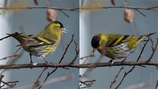 Das Erlenzeisig-Männchen hat was zu sagen und begutachtet die unteren Ränge