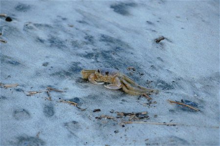 The Crab that got away- P1940734