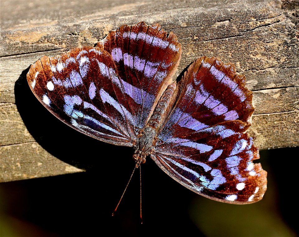 BLUEWING, MEXICAN (Myscelia ethusa) (1-16-2022) national butterfly center, mission, hidalgo co, tx -02
