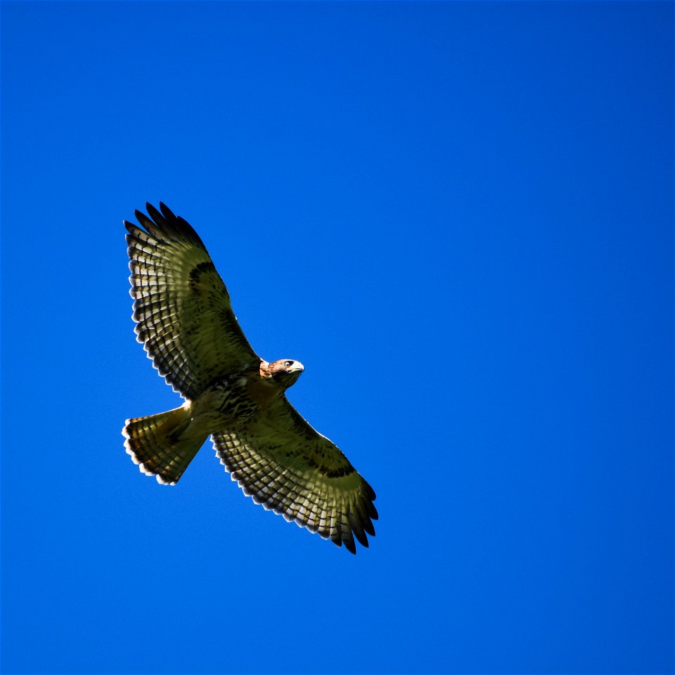 Red-tailed Hawk Karl E. Mundt National Wildlife Refuge South Dakota photo