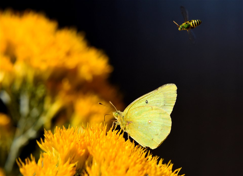 clouded sulphur Colias eurytheme on Seedskadee National Wildlife Refuge